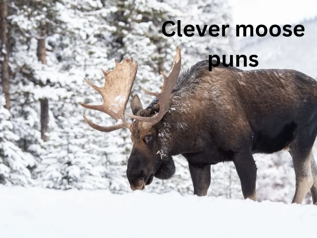 Clever moose puns