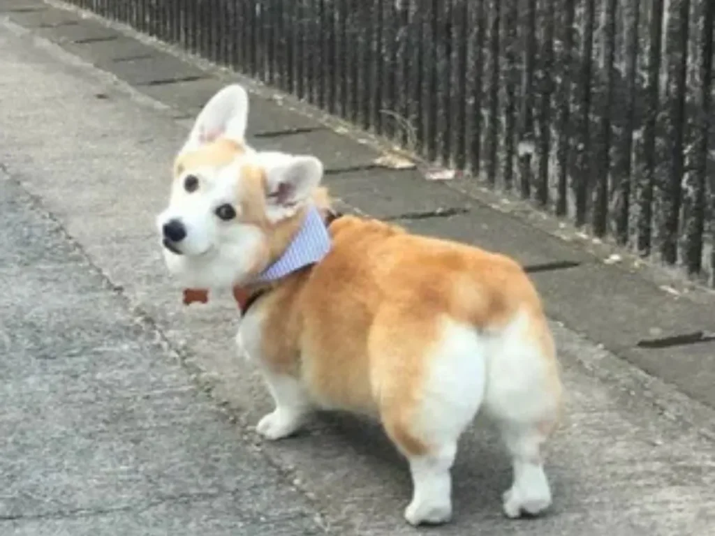 Corgi Butt Puns