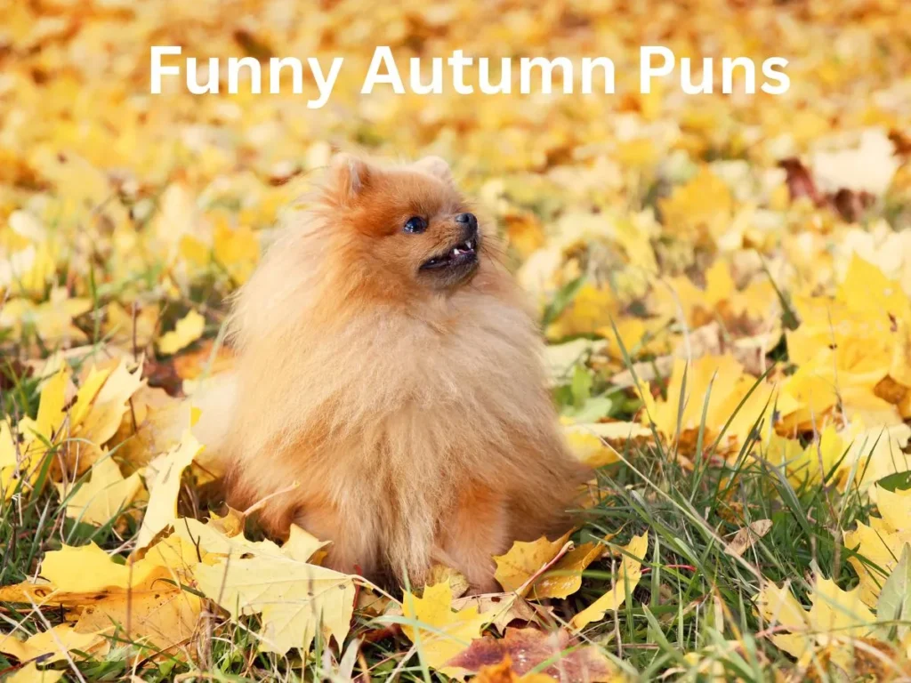 Funny Autumn Puns
