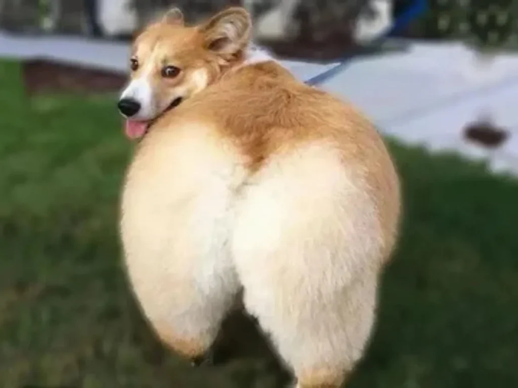 Funny Butt Puns