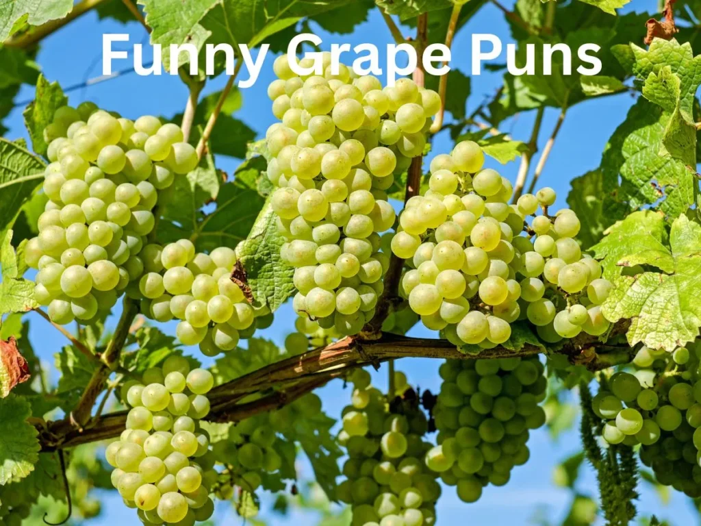 Funny Grape Puns