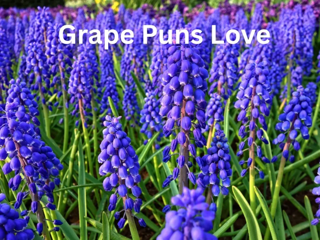 Grape Puns Love