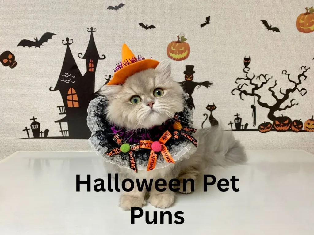 Halloween Pet Puns
