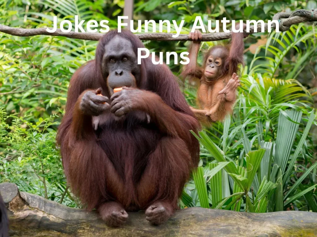 Jokes Funny Autumn Puns
