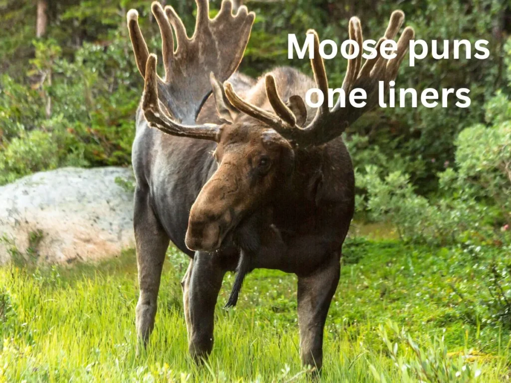 Moose puns one liners
