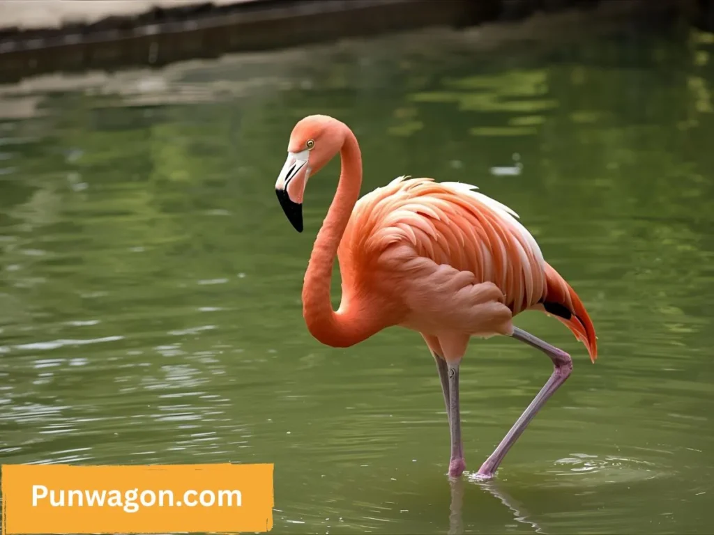  Flamingo puns for kids