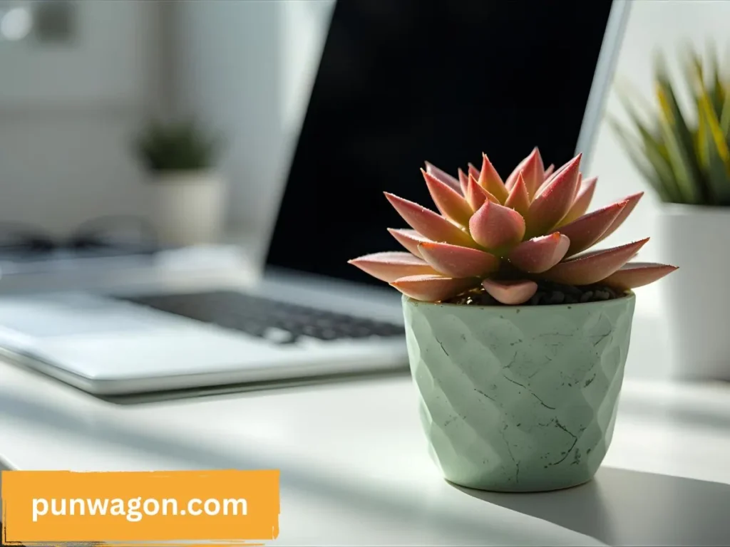 Succulent Puns for Work