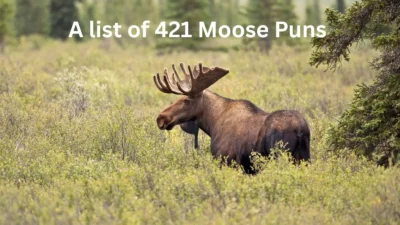 Moose Puns