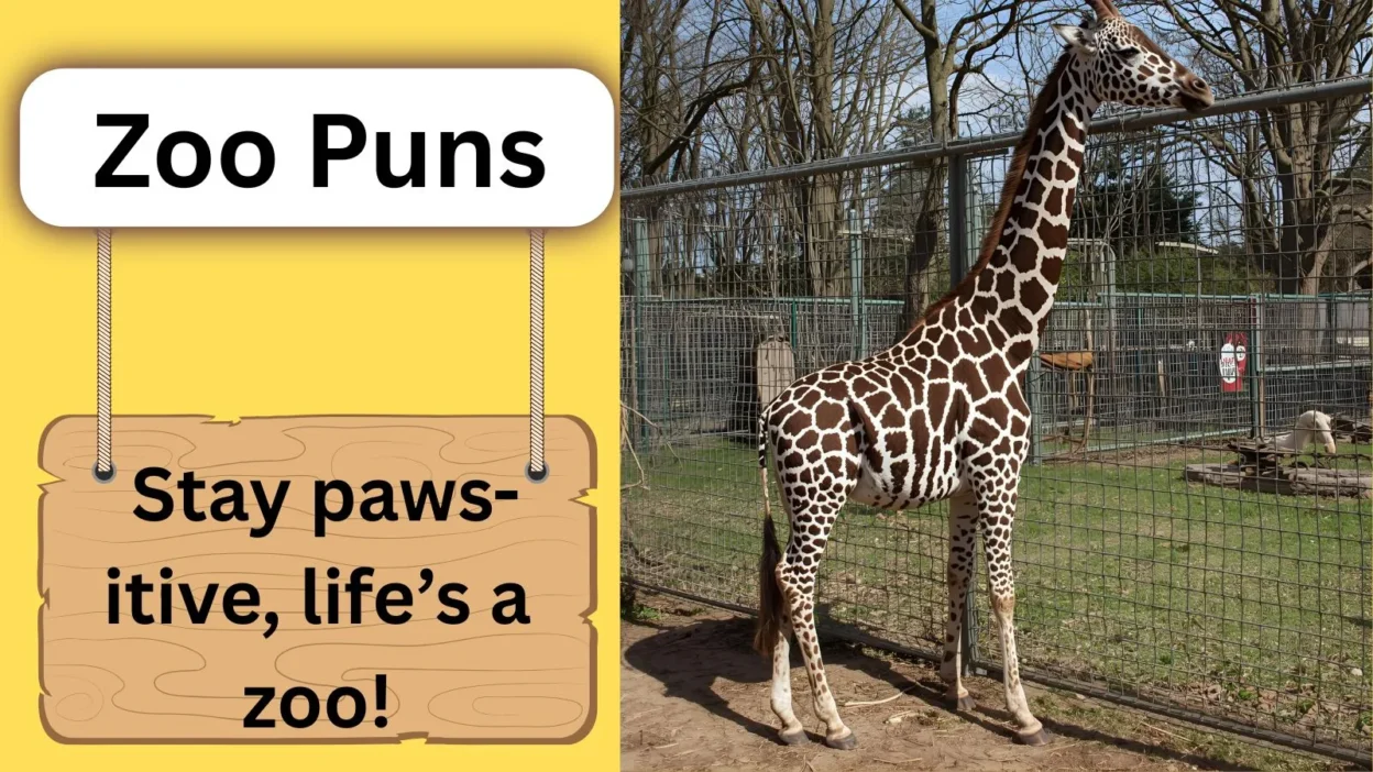 Zoo Puns